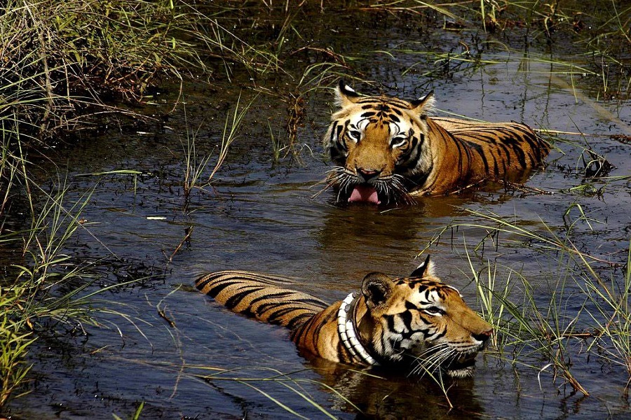 Tigers in Bandhavgarh National Park